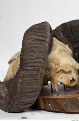 Photo Textures of Mouflon Skull Antlers